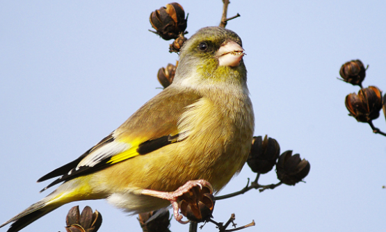 红额金翅雀多少钱一只？这篇文章有答案！