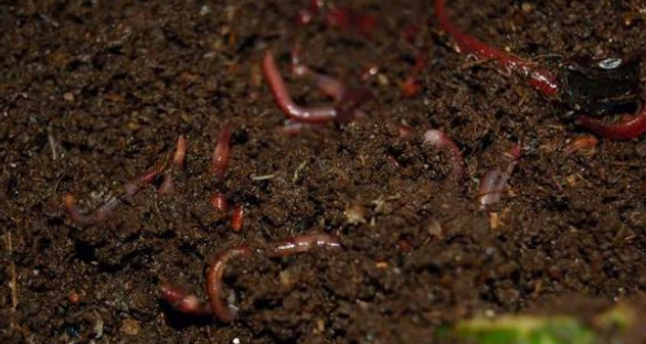 笼养鸟饲料的种类及怎样选择笼养鸟饲料? 笼养鸟饲料的种类及怎样选择笼养鸟饲料?