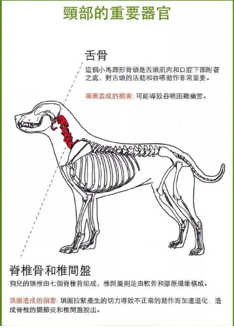 科普｜为什么更建议宠物用胸背带而不用项圈？