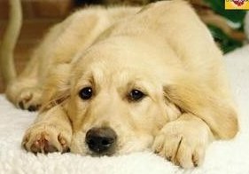 宠物狗狗不吃东西还呕吐怎么办？来看看吧