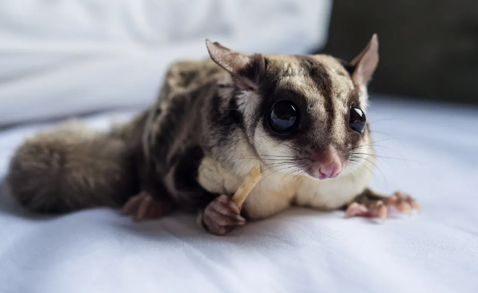 澳洲蜜袋鼯的行为特点？大家快看~