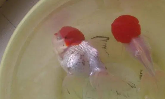 鱼缸水浑浊，该如何改变？老玩家来为您解答