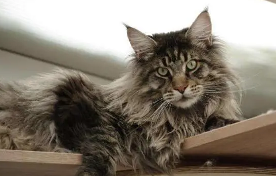 缅因猫掉毛严重吗？铲屎官来看看吧