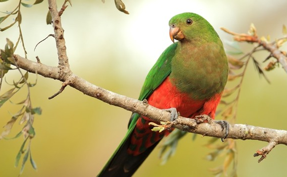 澳洲国王鹦鹉好养吗？新手看过来