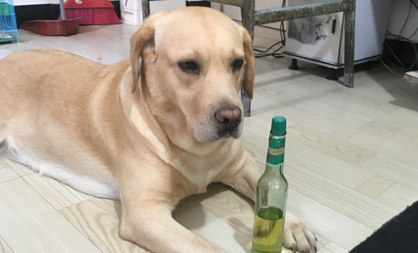 花露水对狗狗有危害吗？可不能忽视