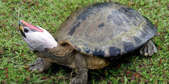 西瓜龟能用淡水养吗？小编的回答是可以