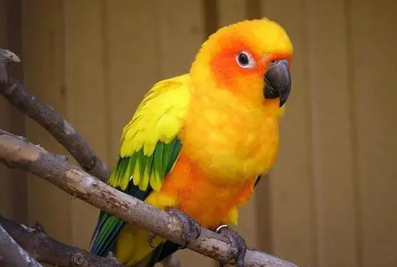 今日科普:怎么给鹦鹉取名字? 今日科普:怎么给鹦鹉取名字?