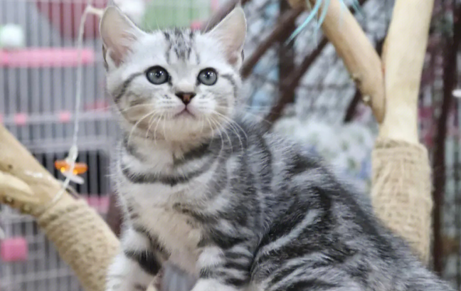 宠主科普：美国短毛猫怎么看纯不纯？