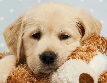 狗狗为什么有绿色的眼屎,这里有你想要的答案 狗狗为什么有绿色的眼屎,这里有你想要的答案