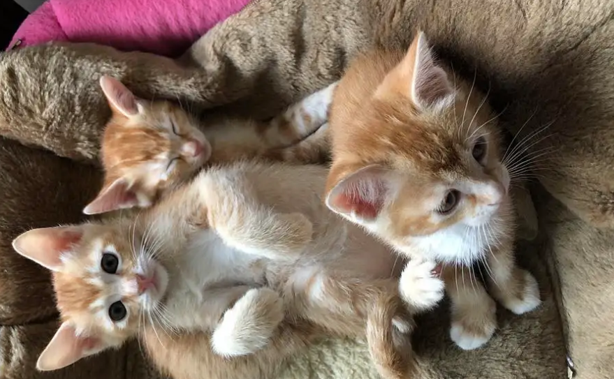 两个月大的猫可以自己睡吗？需要准备充分