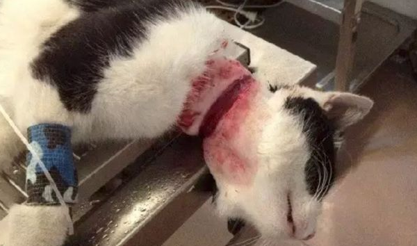 给猫咪狗狗脖子上佩戴项圈，到底是爱还是害？