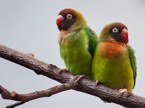 黑颊爱情鸟会说话吗？答案令人意外