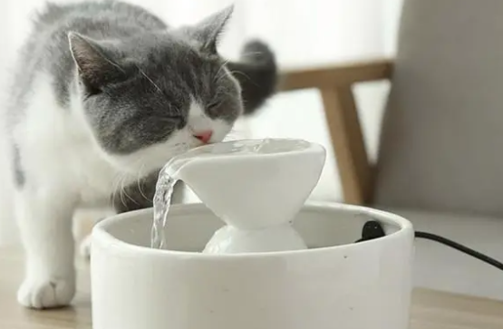猫为什么喜欢喝人水杯的水？原来是这样