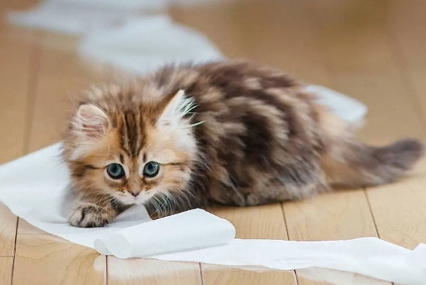 宠物益生菌是真有效还是智商税？小猫软便需要吃几天？