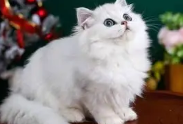 今日科普:金吉拉属于什么品种? 今日科普:金吉拉属于什么品种?