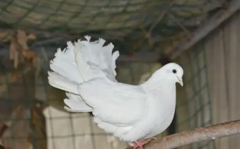 孔雀鸽吃什么食物？ 不知道的看这里~