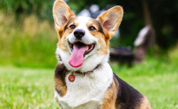 狗狗打哈欠是什么意思？它可能是在表达这些意思