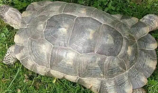 伯格海角陆龟很值钱?劝你别做大冤种! 伯格海角陆龟很值钱?劝你别做大冤种!