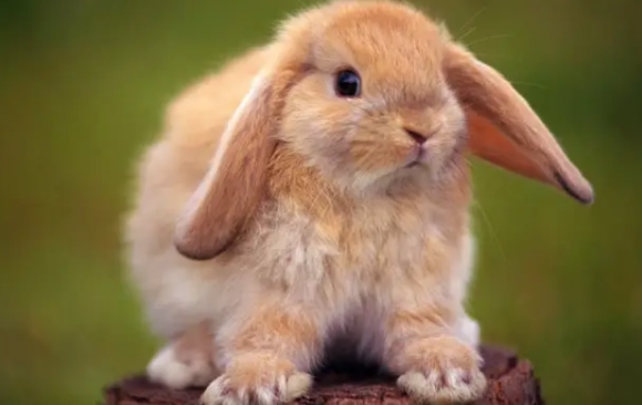 垂耳兔竟然会炸毛？到底是怎么回事