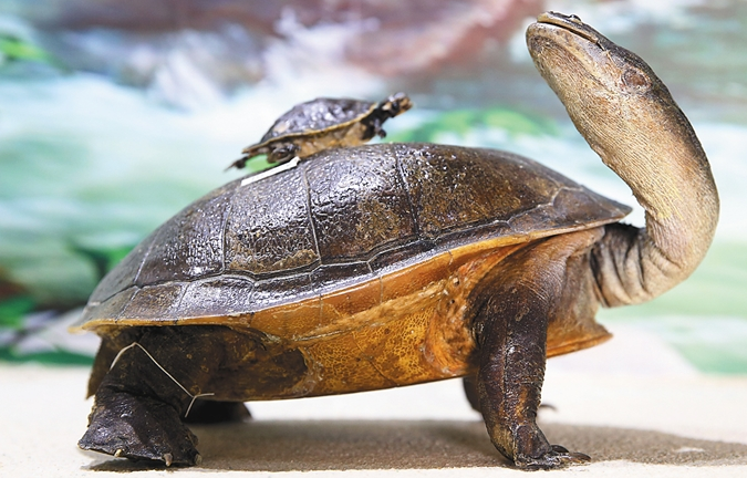 长颈龟喜欢吃什么？ 这里有解答