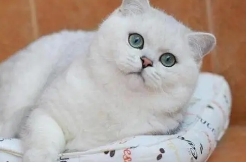 营养膏猫咪多久喂一次? 营养膏猫咪多久喂一次?