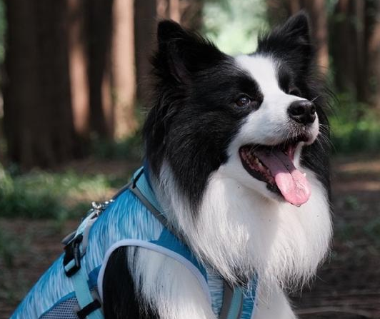 狗狗老了之后，一定要吃老年狗粮吗？