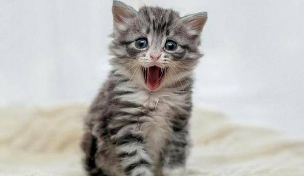 猫咪牙齿咬得咯咯响，是有什么原因！