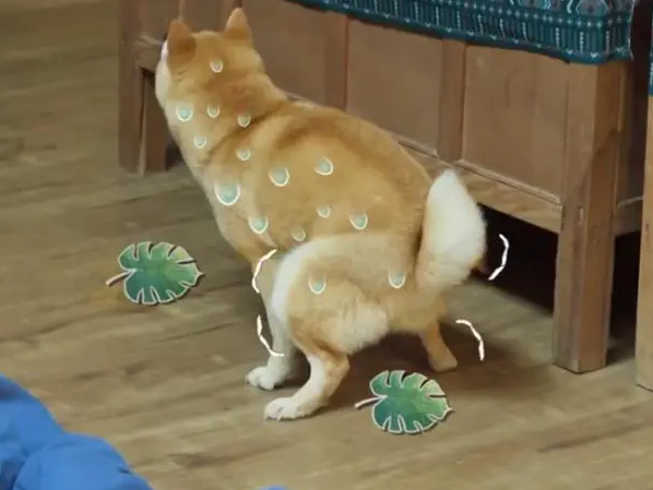 狗在窝里拉尿是什么原因?这篇文章告诉你~ 狗在窝里拉尿是什么原因?这篇文章告诉你~