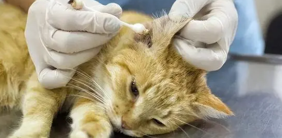 宠物耳螨是什么？有哪些危害？为什么会致命？