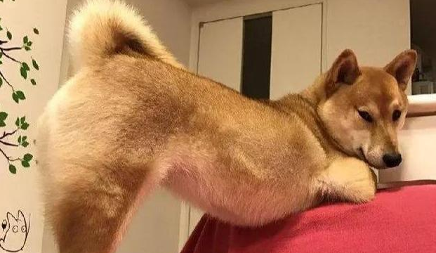 狗狗老撅屁股的原因，主人应该知道