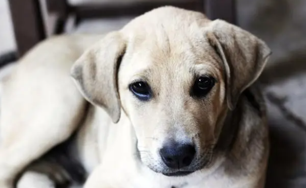 优质宠物寄养这样选,教你避开寄养“雷区” 优质宠物寄养这样选,教你避开寄养“雷区”