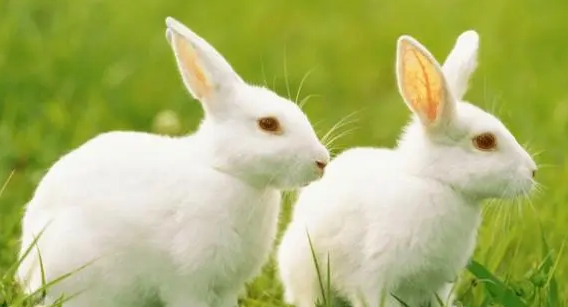 今日科普：兔子的尾巴有什么作用？