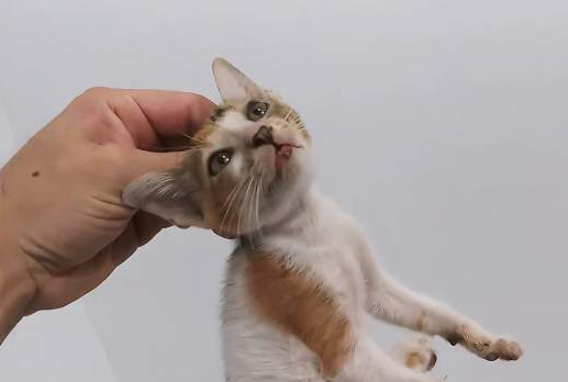 不知道成年猫还能不能抓后颈皮？看这里！