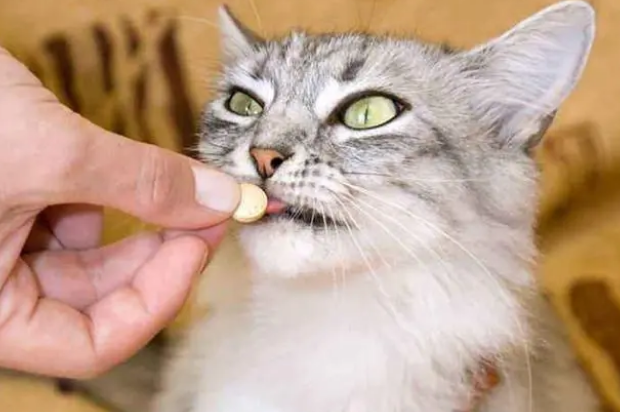 如何为猫咪做驱虫？建议收藏，以后会用得上