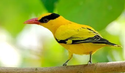 黄鹂鸟多少钱?来看看这篇文章吧 黄鹂鸟多少钱?来看看这篇文章吧