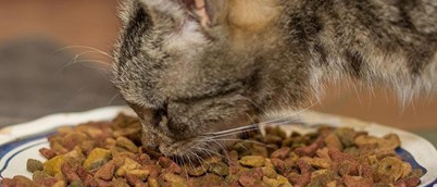 养猫小知识：猫咪换粮拉稀怎么办？