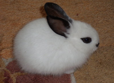 海棠兔可以洗澡吗？来这了解下！