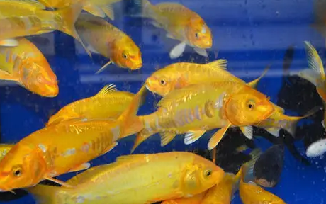 黄金锦鲤怎么养？新手快来看看