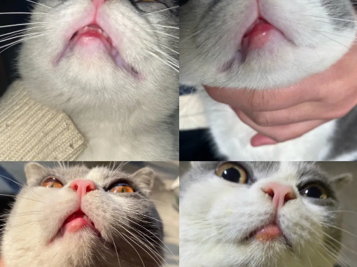 猫咪嘴肿了是什么原因？快来了解一下吧~