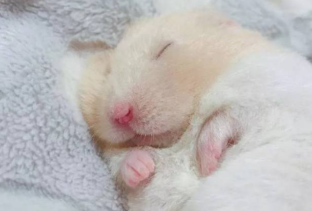 萌宠饲养小知识：仓鼠什么时候睡觉正常？