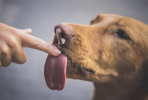 狗狗突然频繁舔东西都有哪些原因？