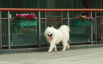 小心了，狗狗狂掉毛就在这几个月！