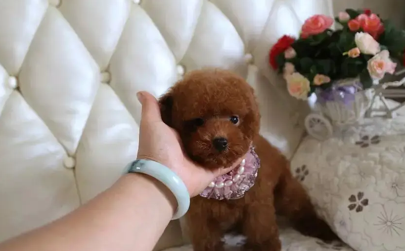 区分泰迪是否为纯种,看这几个方面 区分泰迪是否为纯种,看这几个方面