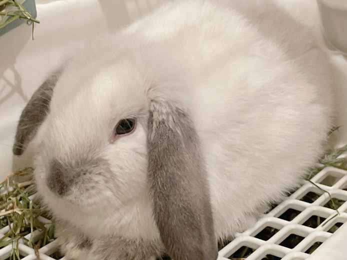 垂耳兔怎么遛？此处有解答