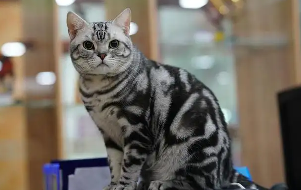 美短鱼骨纹是串吗？看完你就知道了