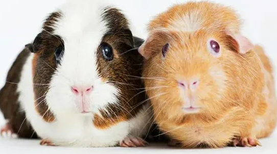 豚鼠认主人吗？答案如下...