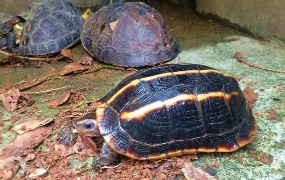 三龙骨龟可以长多大？有哪些特点？