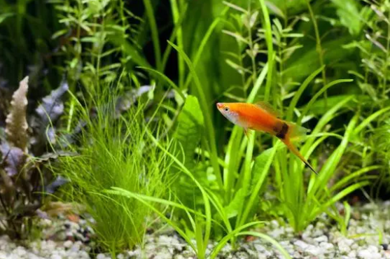 新手养水草为什么总是烂掉，告诉你七个常见的原因