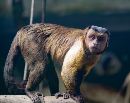 火爆全网的“国字脸”黑帽悬猴，竟已学会使用工具！