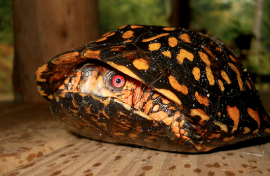 不知道的看过来，东部箱龟哪里买？